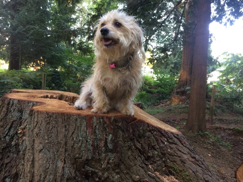 Westview Park Off-Leash Area | 12067-12185 210 St, Maple Ridge, BC V2X, Canada