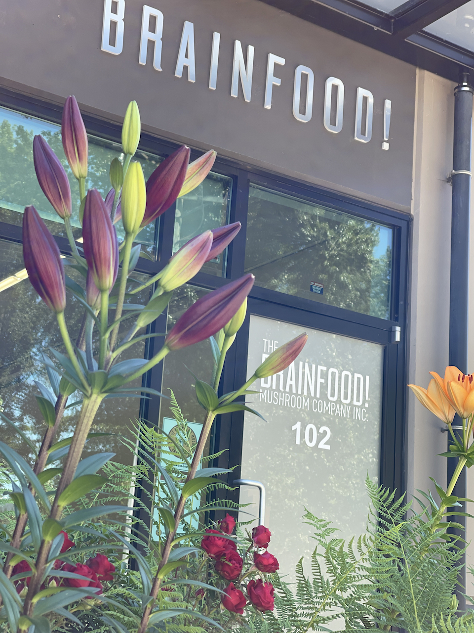 The Brainfood Mushroom Company inc. | 3235 William Ave, North Vancouver, BC V7K 1Z7, Canada | Phone: (604) 240-0505