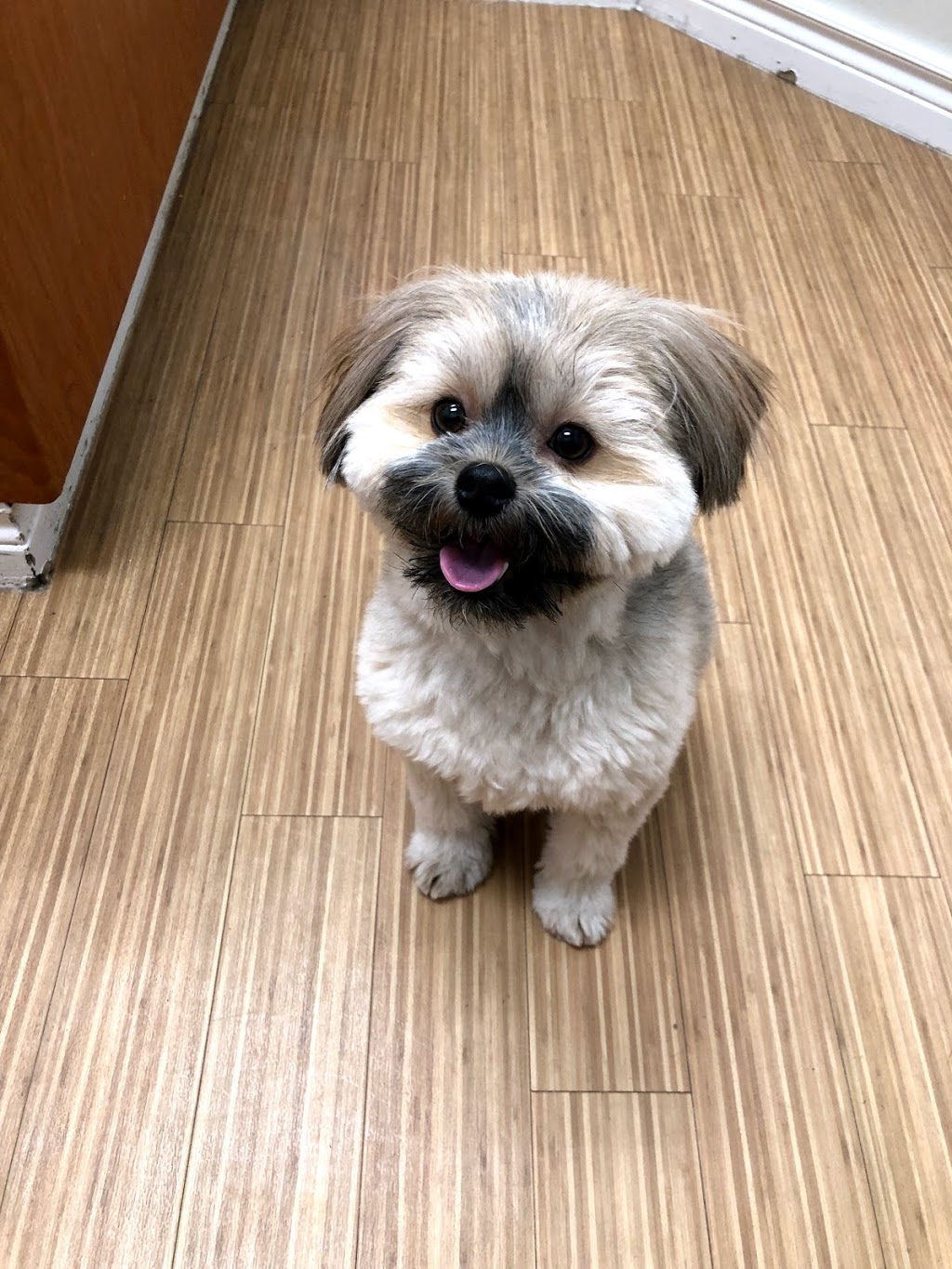 Mill Creek Animal Hospital | 8606 99 St NW, Edmonton, AB T6E 3T8, Canada | Phone: (780) 432-7297