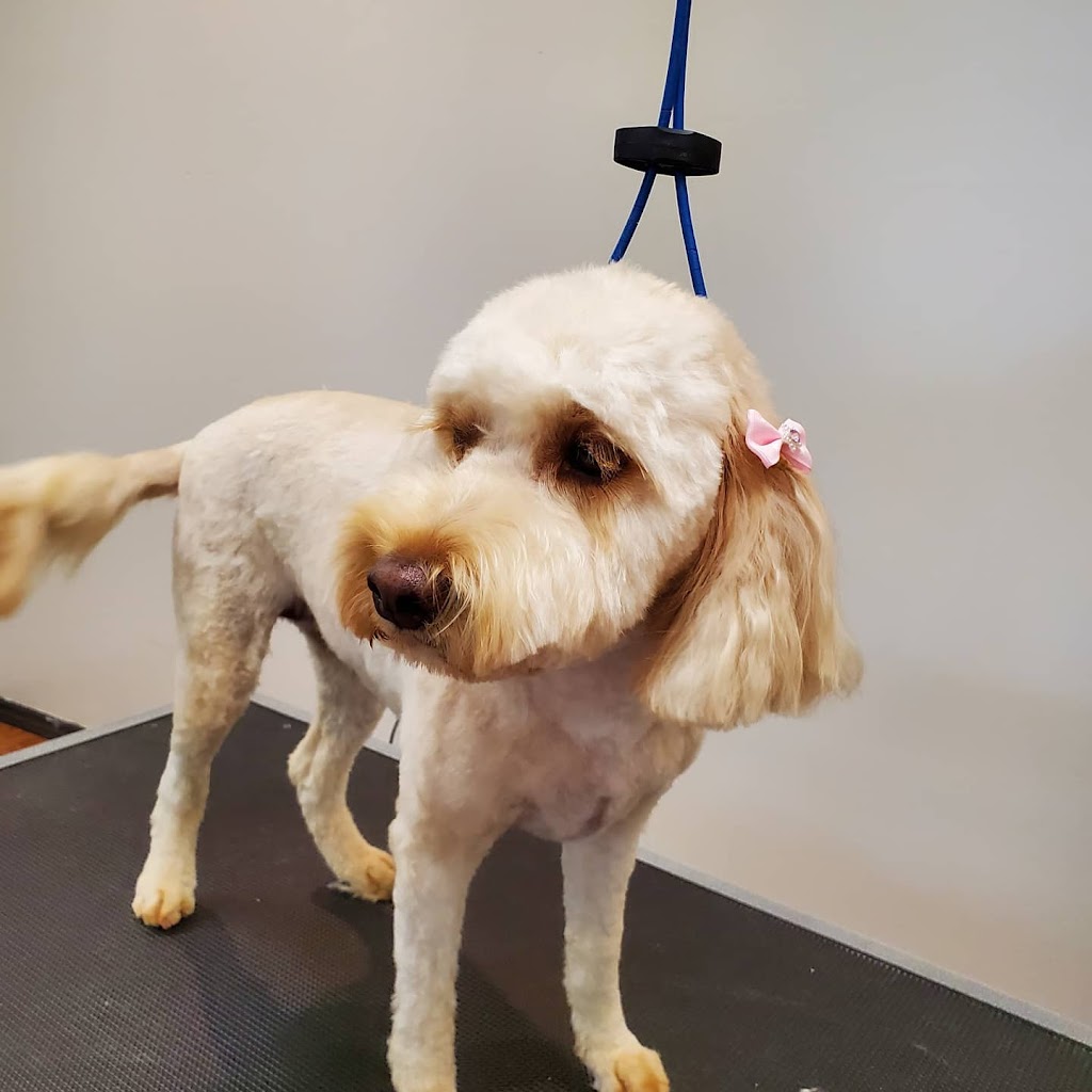 Highland Dog Grooming | 28 York St, Haliburton, ON K0M 1S0, Canada | Phone: (705) 457-3335