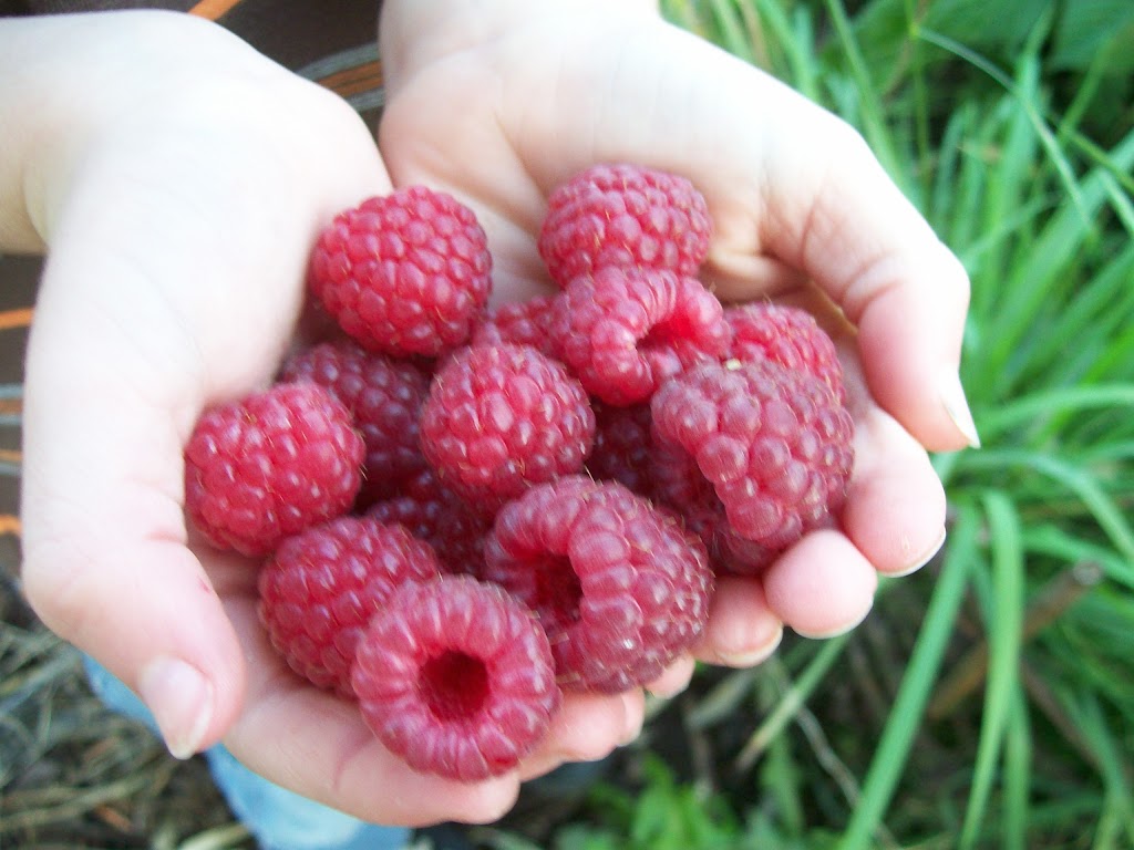 Horse Hill Berry Farm | 3203 211 Ave NE, Edmonton, AB T5Y 6P1, Canada | Phone: (780) 245-4930