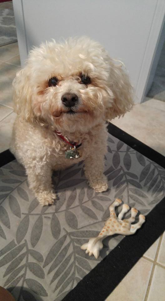 Bubbles & Whiskers Grooming Salon | 789 Taunton Rd E, Oshawa, ON L1H 7K5, Canada | Phone: (905) 725-0789