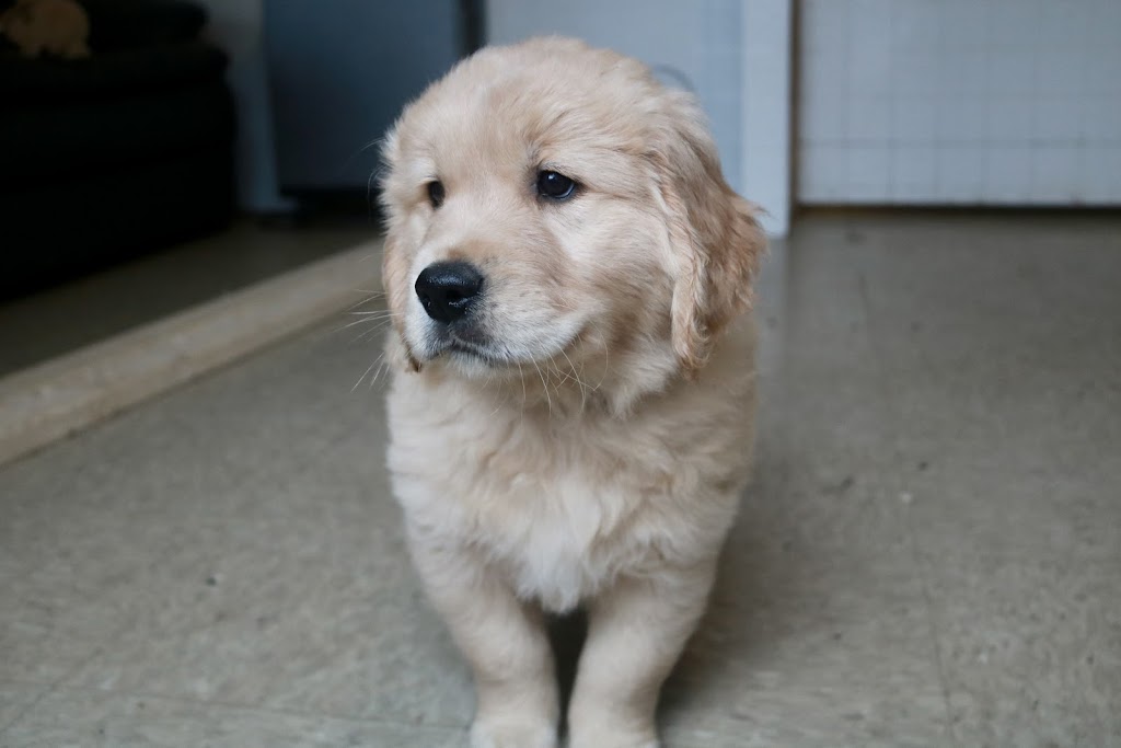 Roaming Rovers Dog Kennels Inc. | 265 Holland Rd, Fletchers Lake, NS B2T 1A1, Canada | Phone: (902) 497-5191