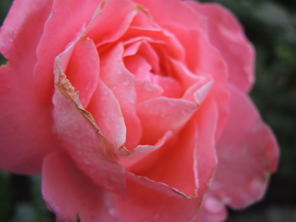 Rose Garden | Brentwood Bay, BC V8M 1A6, Canada