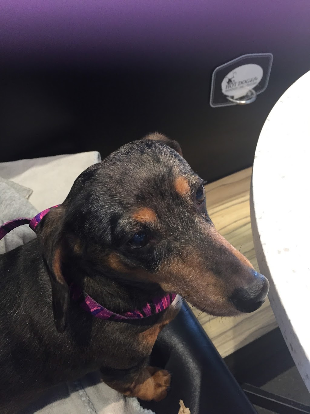 Le Coin Du Chien - Toilettage | 7250 Boulevard Taschereau, Brossard, QC J4W 1M9, Canada | Phone: (450) 486-7200