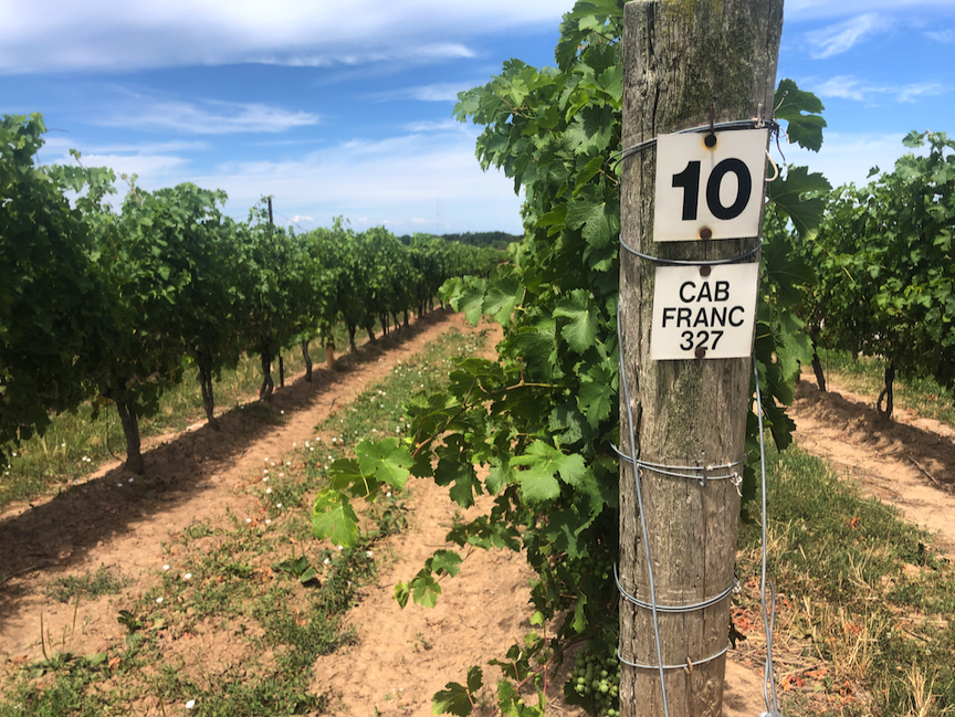 Back 10 Cellars | 4101 King St, Beamsville, ON L0R 1B1, Canada | Phone: (905) 562-3365