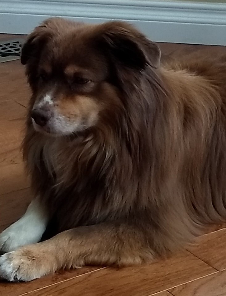 Global Pet Foods | 1154 Chemong Rd, Peterborough, ON K9H 7J6, Canada | Phone: (705) 743-2727