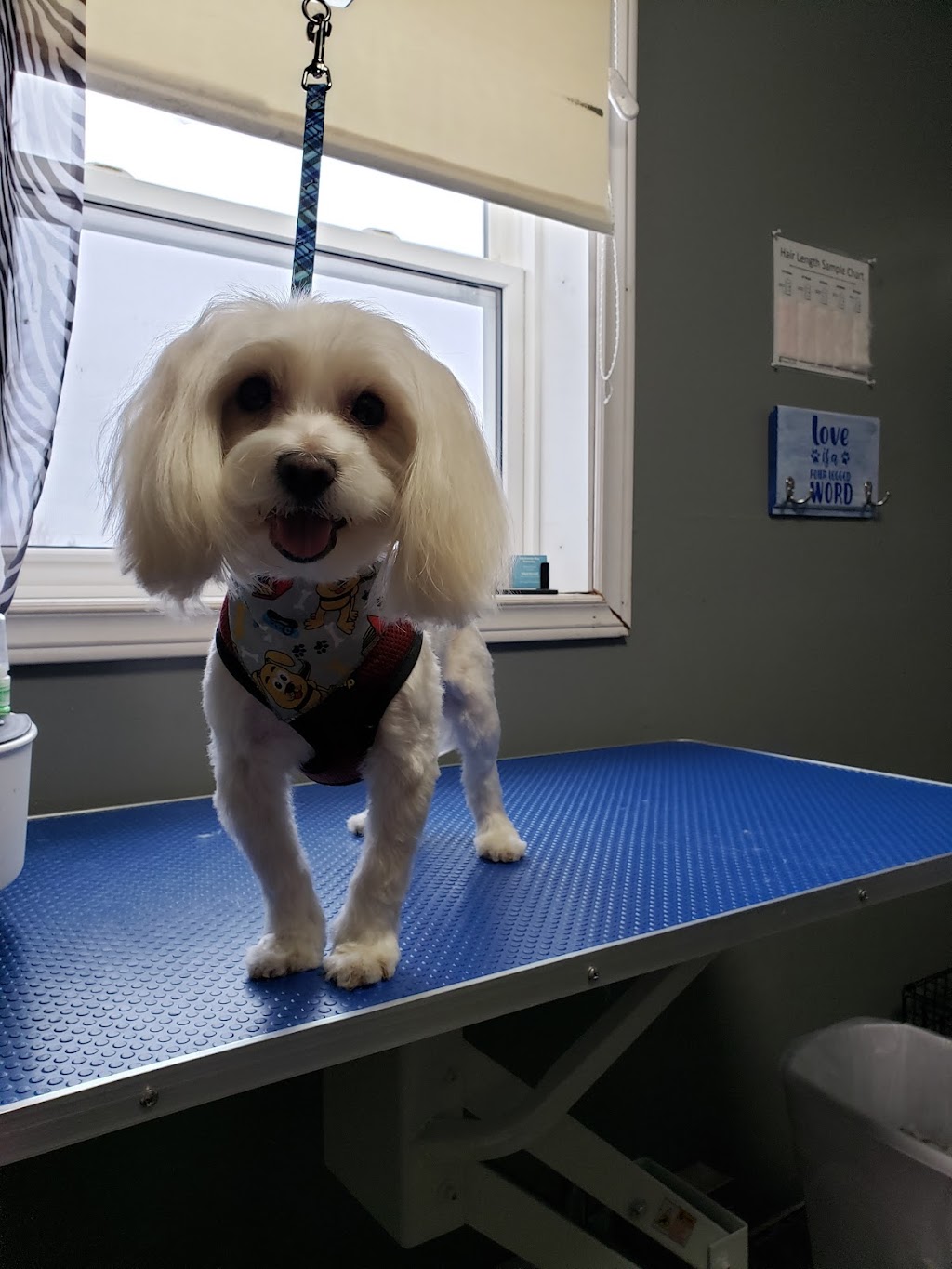 Bouctouche Dog and Cat Grooming | 249 Irving Blvd, Bouctouche, NB E4S 3K5, Canada | Phone: (506) 878-1418