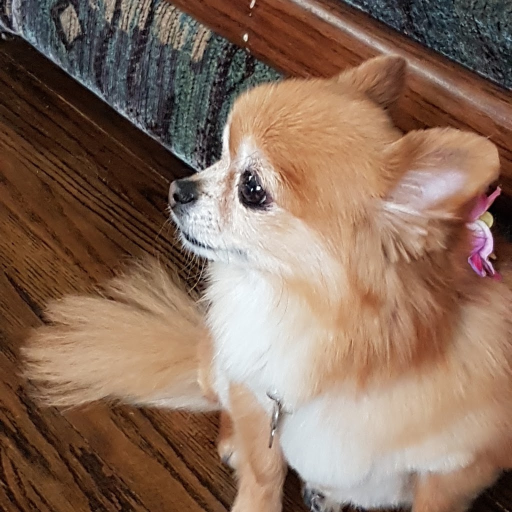 Silver Heights Veterinary Hospital | 2080 Ness Ave c103, Winnipeg, MB R3J 0Z3, Canada | Phone: (204) 504-5600