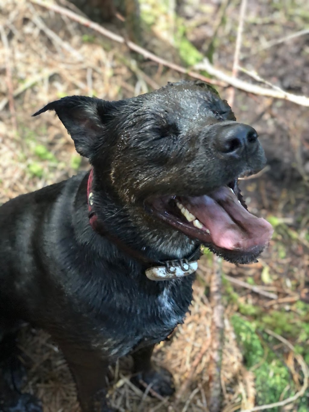 Peaks N Creeks Dog Walking | 6509 Lynnwood Ct, Sechelt, BC V0N 3A8, Canada | Phone: (604) 352-5055