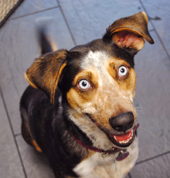 Animal Medical Hospital | 2459 Bellevue Ave, West Vancouver, BC V7V 1E1, Canada | Phone: (604) 926-8654