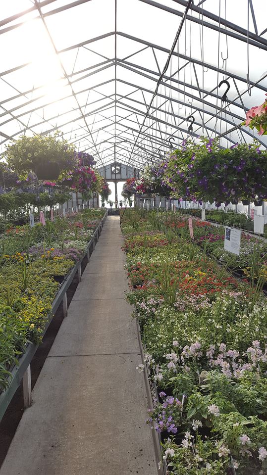 Brenneis Greenhouses 1612110 St NW, Edmonton, AB T5Y 6K6, Edmonton