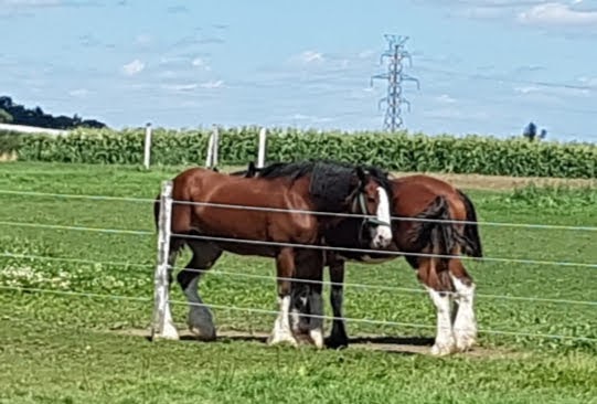 Cranston Farms | 37 Carluke Rd E, Ancaster, ON L9G 3L1, Canada | Phone: (905) 648-0176