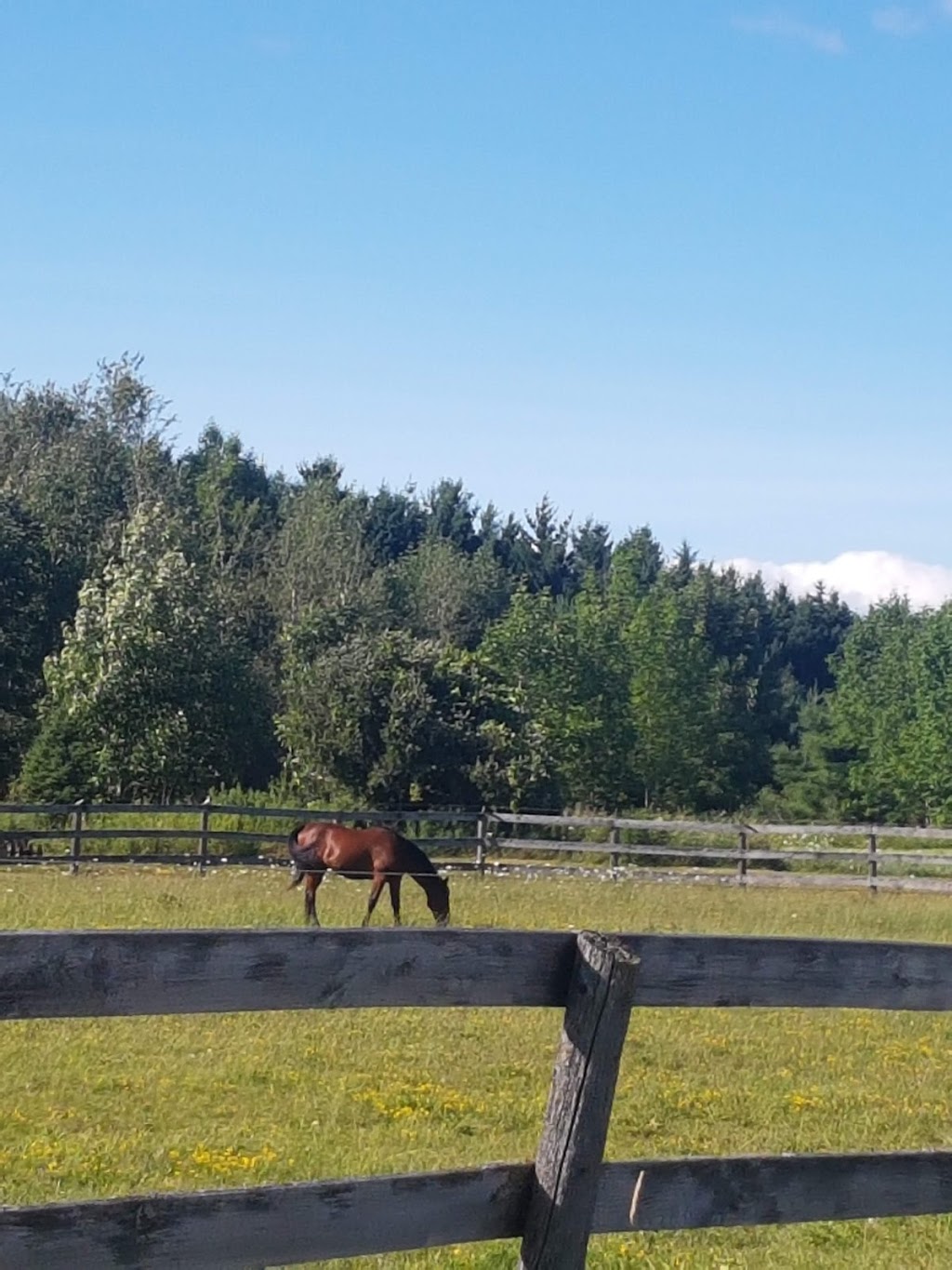 Devonshire Stables | 6211 4 Line, Fergus, ON N1M 2W5, Canada | Phone: (519) 787-9310