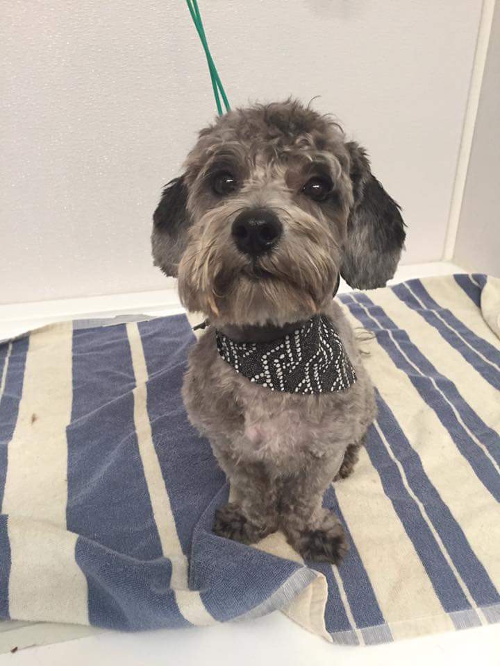 Little Big Dog Grooming Studio | Milverton Close, Waterdown, ON L0R 2H3, Canada | Phone: (289) 244-9020