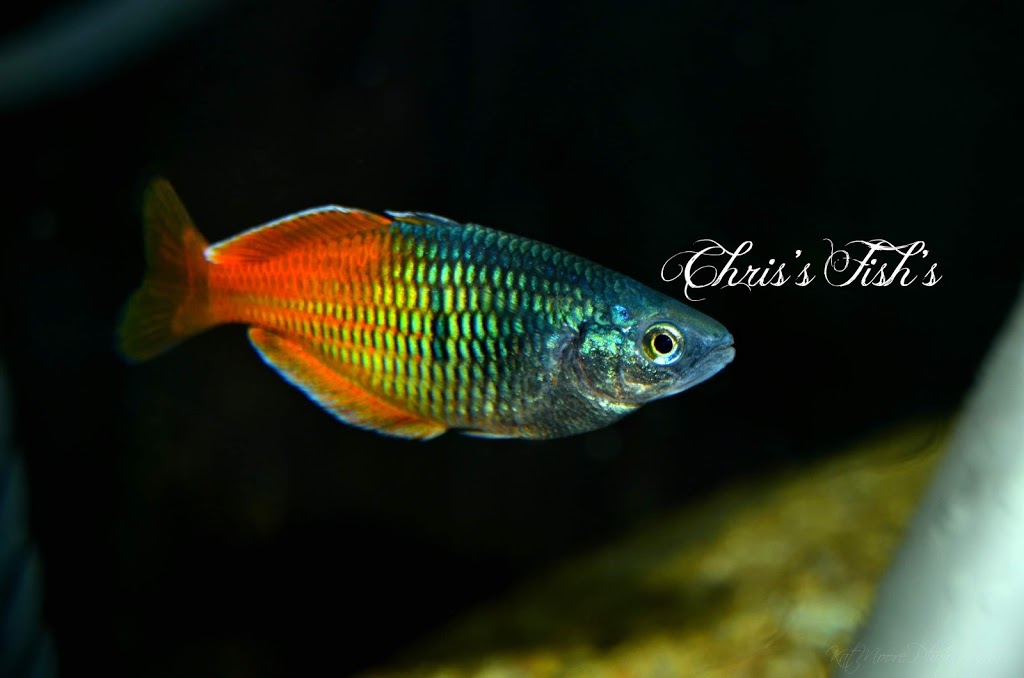 Chriss Fishs (appointments only please call) | 10423 172 Ave NW, Edmonton, AB T5X 4X4, Canada | Phone: (587) 643-3474