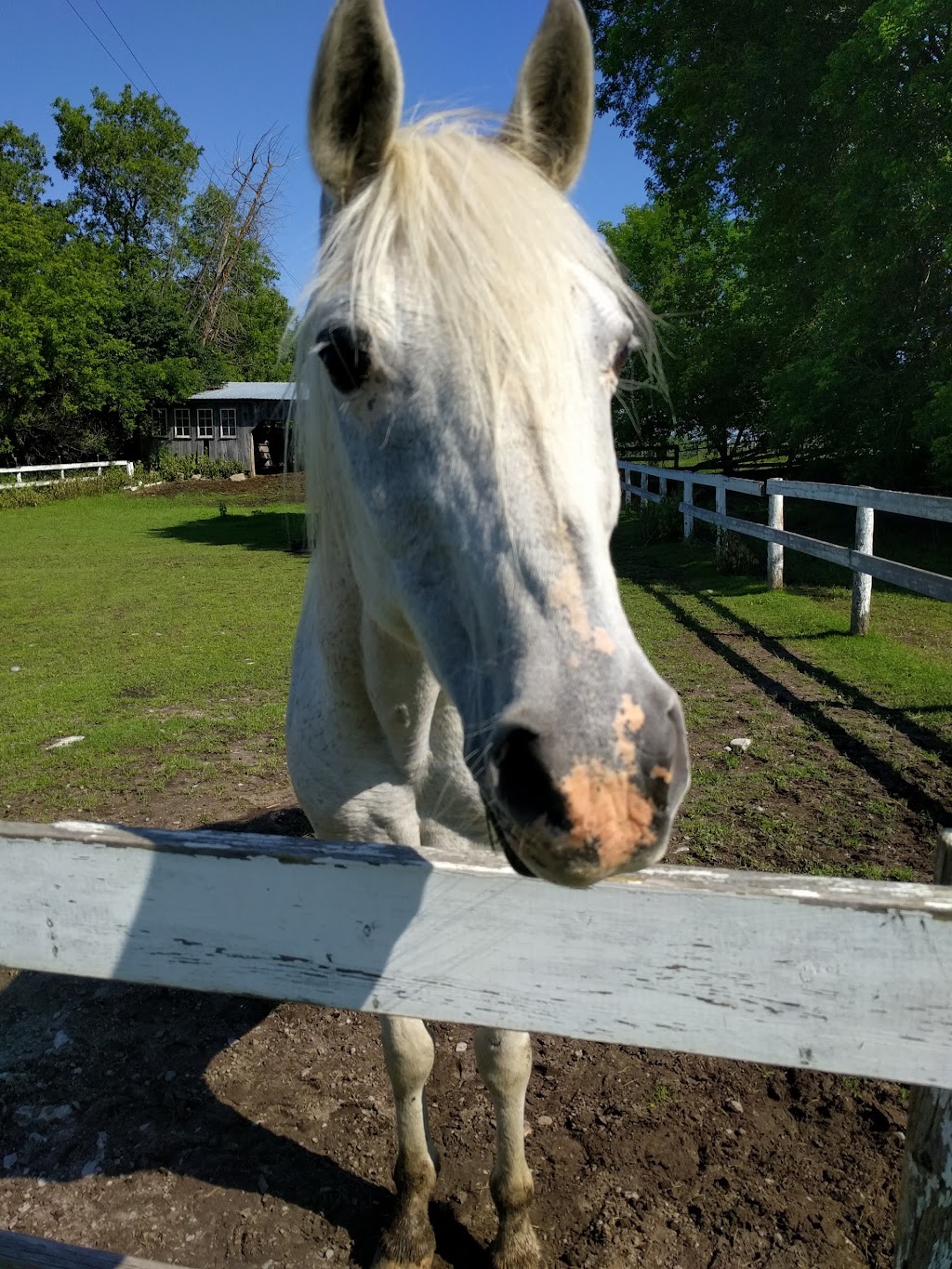 Escape Maze | 156 Cedar Bank Rd, Peterborough, ON K9J 6Y3, Canada | Phone: (705) 740-3657