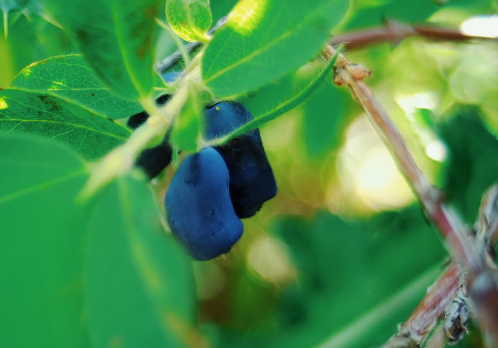 Pleasant View U Pick Berries | Site 2 Comp 6 RR#1, Crossfield, AB T0M 0S0, Canada | Phone: (403) 946-5400