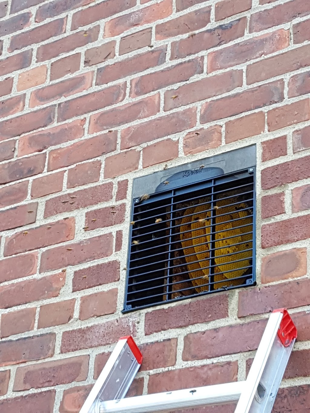 Annex Wildlife Control & Repair | 2831 Kingston Rd, Scarborough, ON M1M 1N2, Canada | Phone: (416) 459-1575