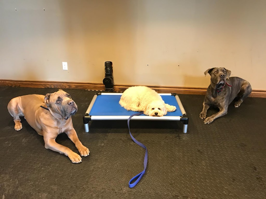 iTrainK9 Dog Training | 145 McMichael Rd, Waterford, ON N0E 1Y0, Canada | Phone: (905) 330-4211