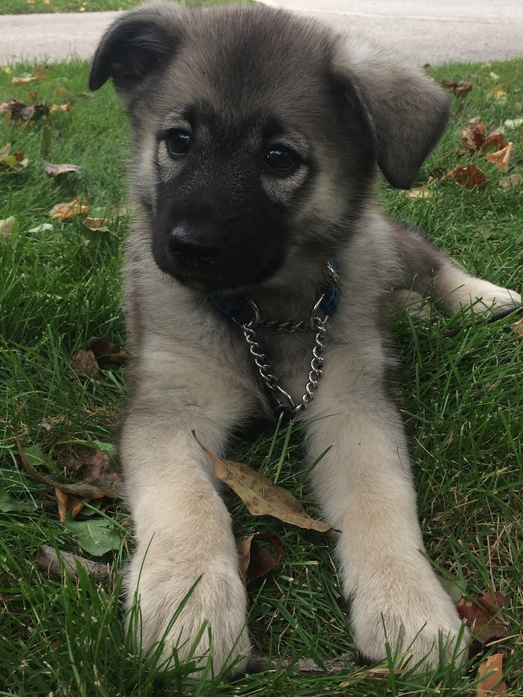 Park Animal Hospital | 1958 Burnhamthorpe Rd E, Mississauga, ON L4X 2S8, Canada | Phone: (905) 625-5222