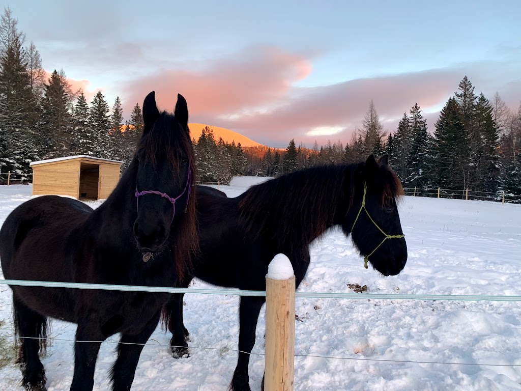 Le Fer à Cheval - The Horseshoe | 36 Rang Cohoes, La Patrie, QC J0B 1Y0, Canada | Phone: (873) 245-0100