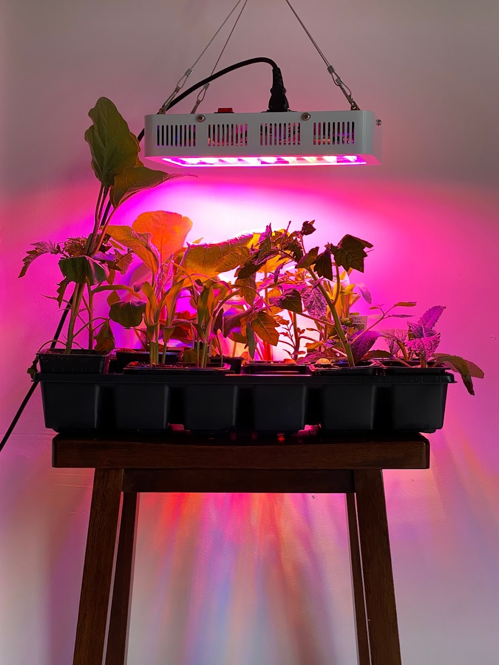 Permaculture Live | 4780 5th Ave, Niagara Falls, ON L2E 4R8, Canada | Phone: (647) 824-1438