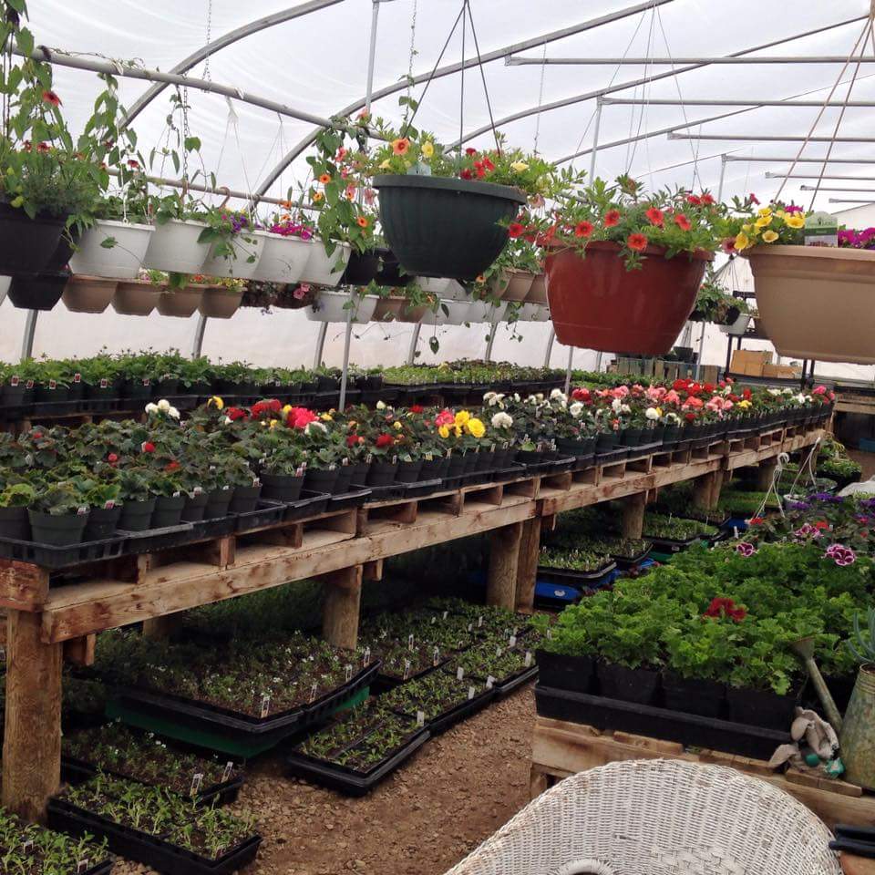 Bellis Garden and Greenhouses | store | 60106 Range Rd 152, Bellis, AB T0A 0J0, Canada | 7806362669 OR +1 780-636-2669