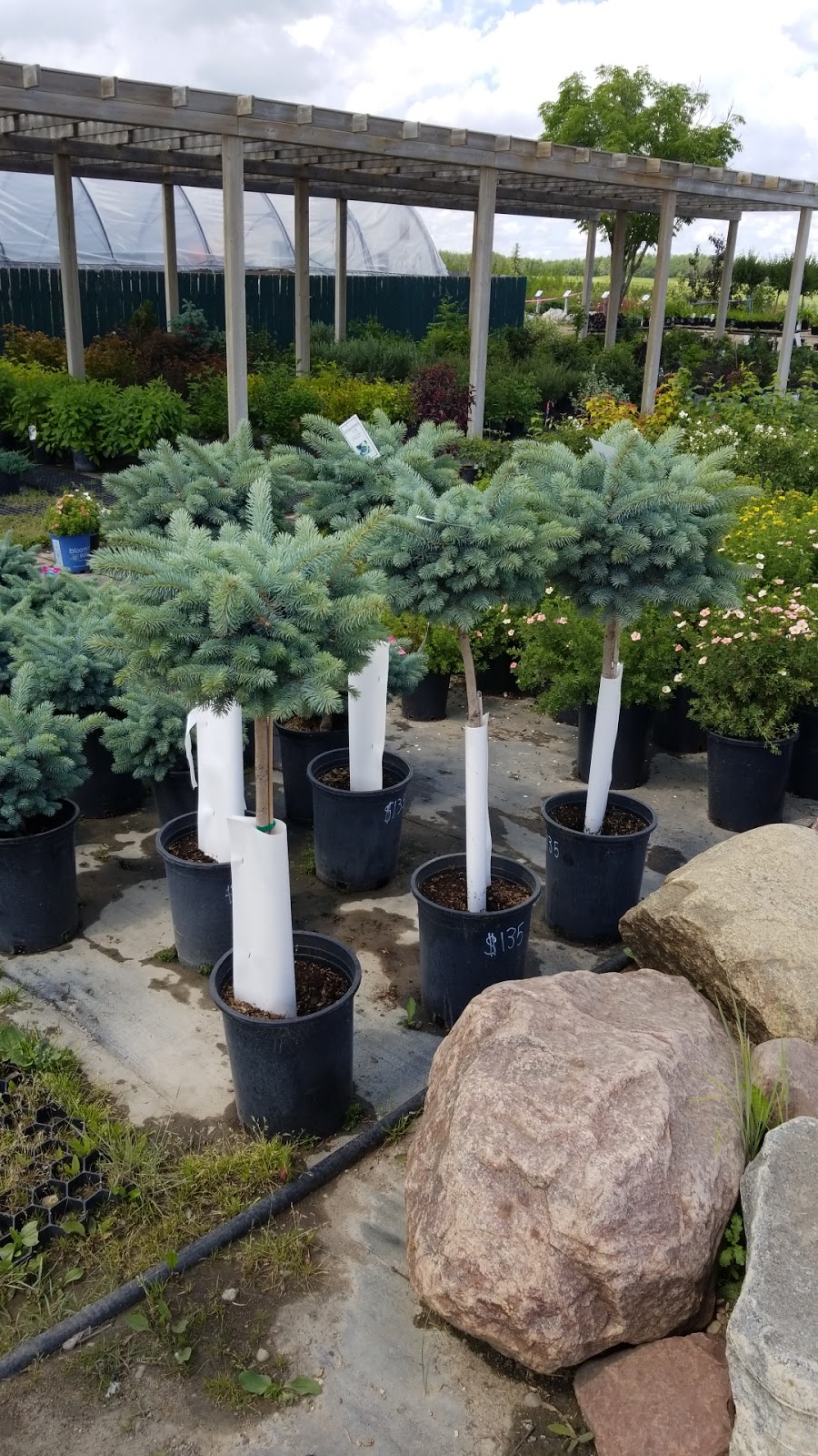 Classic Landscapes Tree Farm | 23016, AB-14, Sherwood Park, AB T8B 1E4, Canada | Phone: (780) 410-9911