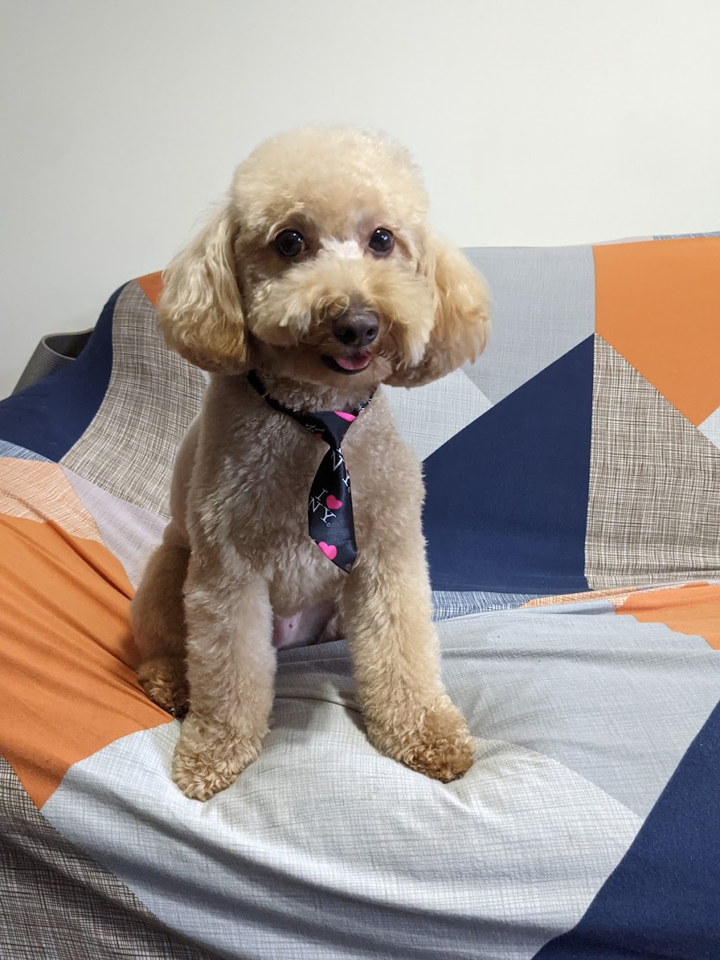 Perfectly Pampered Paws | 12116 161 Ave NW, Edmonton, AB T5X 5M8, Canada | Phone: (780) 406-5565