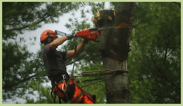 Pro Tree Service | 8071 4 Line, Angus, ON L0M 1B0, Canada | Phone: (705) 424-1141