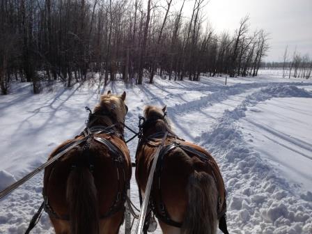 Birch Bay Ranch | 51505 Range Rd 215, Sherwood Park, AB T8E 1H1, Canada | Phone: (780) 922-2883