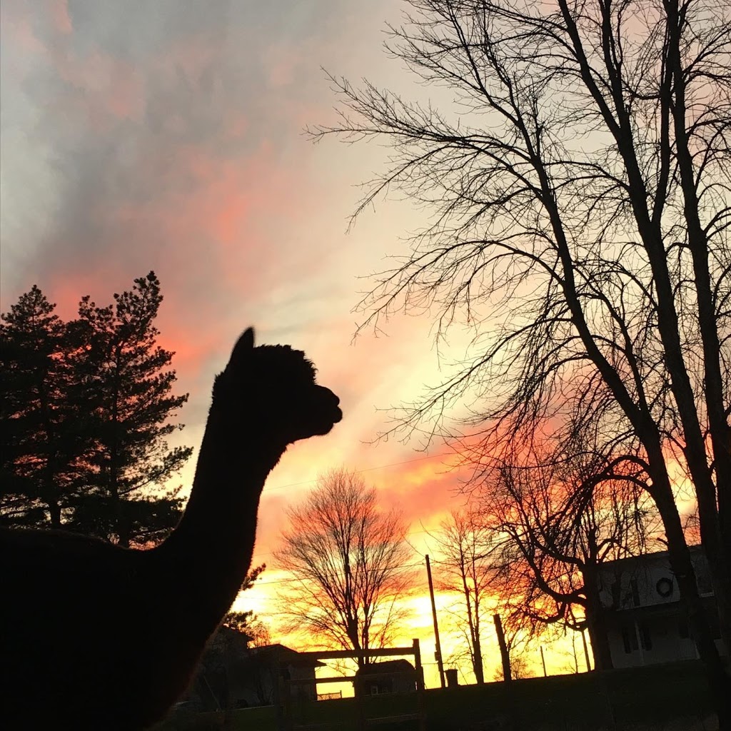 Alpaca Pachi inc. | 5 Mnt Fyfe, Saint-Constant, QC J5A 0M6, Canada | Phone: (450) 993-1482
