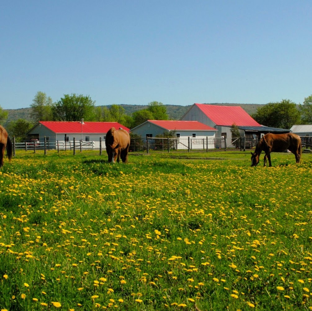 Black Bay Horse Farm | 250 Chemin de la Baie, Luskville, QC J0X 2G0, Canada | Phone: (819) 665-3614