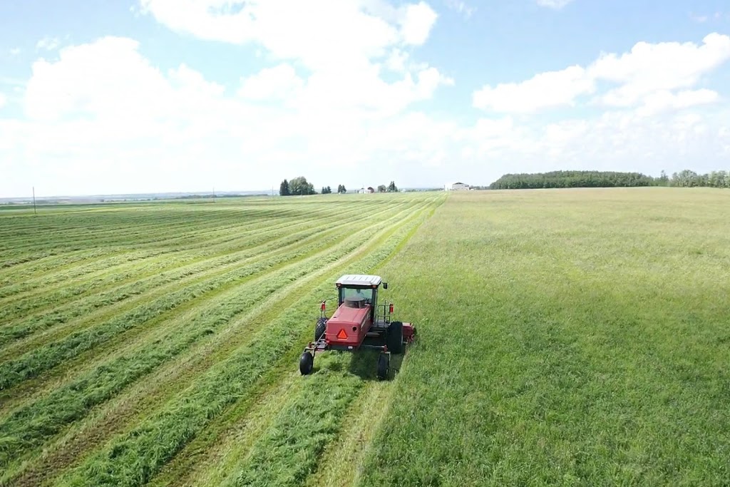Wachter Horses | 34459, Range Rd 282, Red Deer County, AB T4G 0G3, Canada | Phone: (403) 588-4888