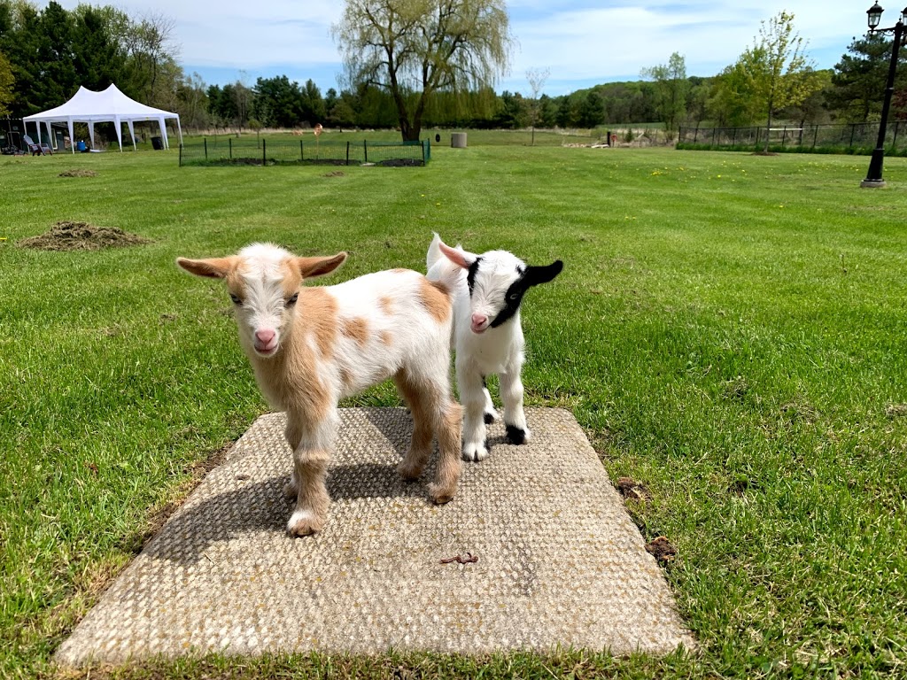 Goat Your Back Farm & Yoga | 1797 10th Side Rd, Tottenham, ON L0G 1W0, Canada | Phone: (416) 970-3089