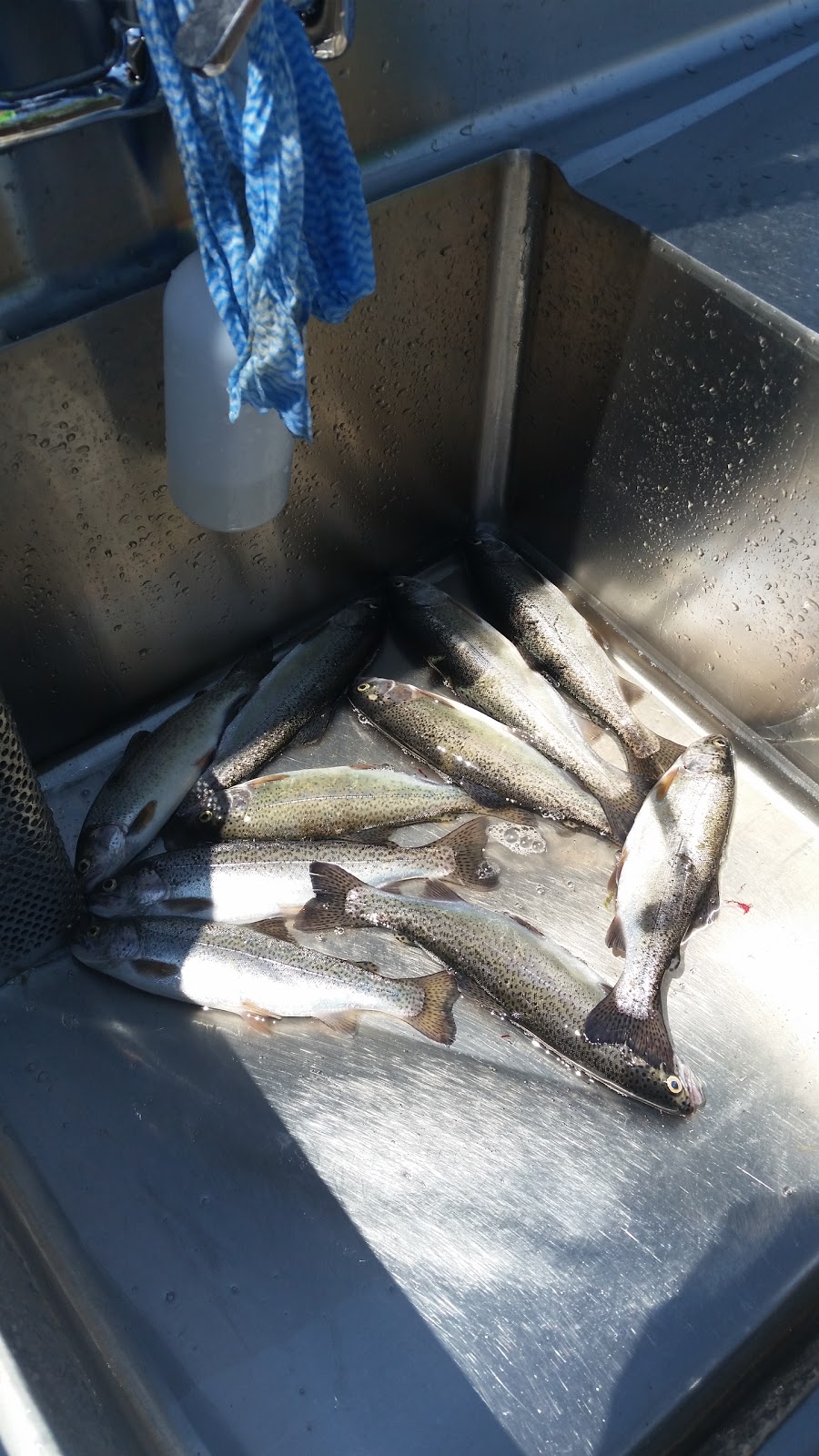 Pisciculture Saint-Denis | 595 Rue Croteau, Saint-Denis-de-Brompton, QC J0B 2P0, Canada | Phone: (819) 846-4060