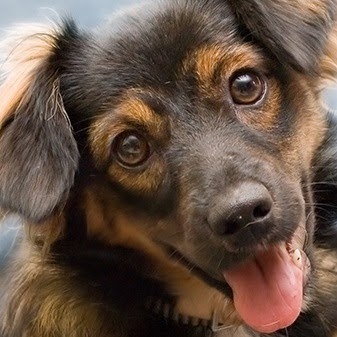 Suburban South Veterinary Hospital | 1230 French Rd, Depew, NY 14043, USA | Phone: (716) 668-0503