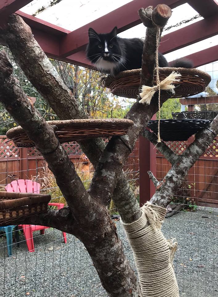 Comfy Cat Boarding Kennel | 5320 Island Hwy W, Qualicum Beach, BC V9K 1Z2, Canada | Phone: (250) 757-9991