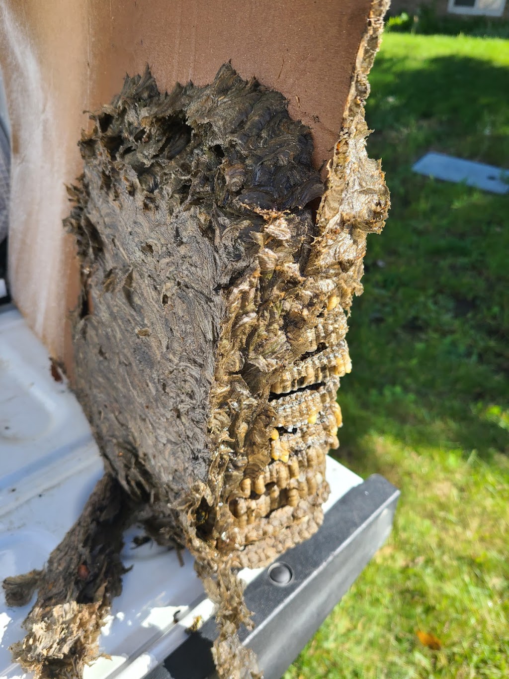 Mr. EXTERMINATOR | 793016, Simcoe road 124, Singhampton, ON N0C 1M0, Canada | Phone: (705) 888-0029