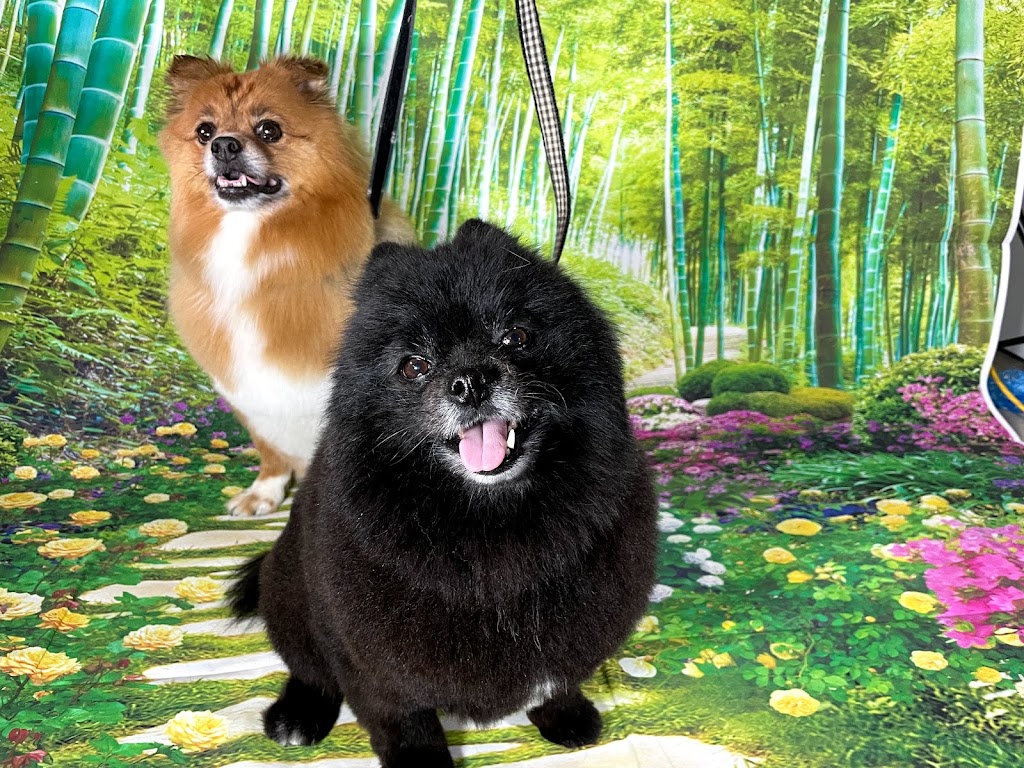 Grooming By Julia | 1817 Tanager Cl NW, Edmonton, AB T5S 0K9, Canada | Phone: (825) 522-3647