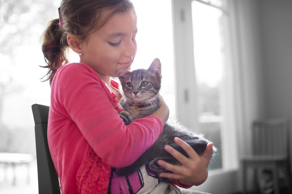 VCA Canada Kingsway Animal Hospital | 1770 King St E, Hamilton, ON L8K 1V7, Canada | Phone: (905) 547-1206