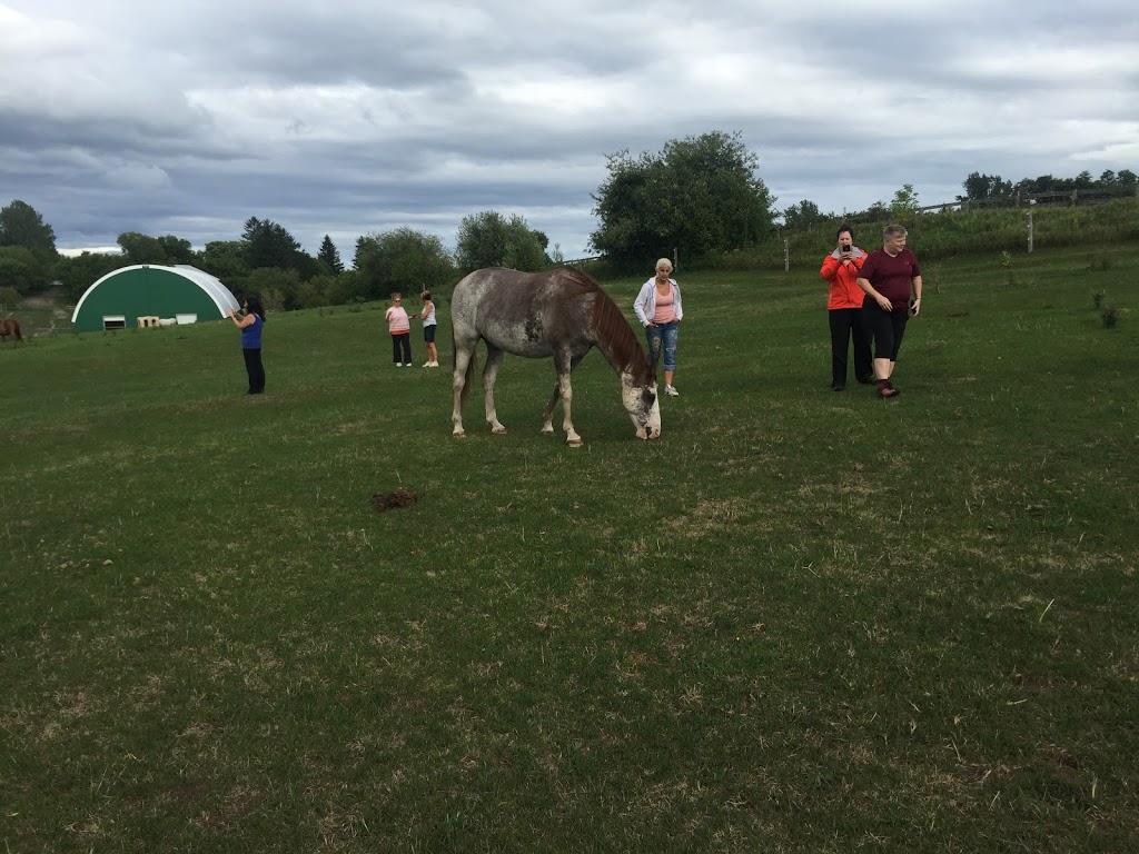 Horse Spirit Connections | 10th Side Rd, Tottenham, ON L0G 1W0, Canada | Phone: (416) 520-6276
