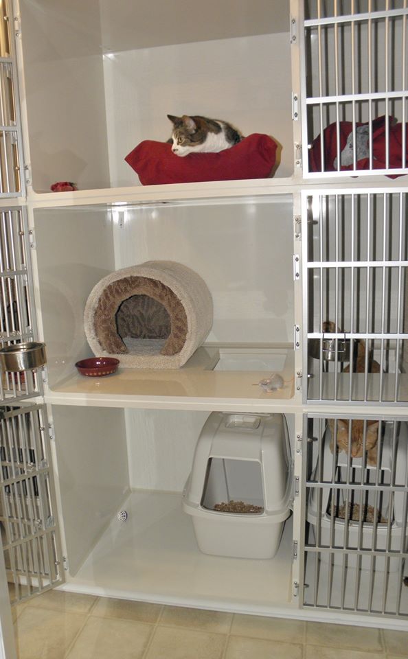 Cats Anonymous Rescue & Adoption | 063055, Dufferin County Rd 3, East Garafraxa, ON L9W 7J1, Canada | Phone: (519) 855-6850