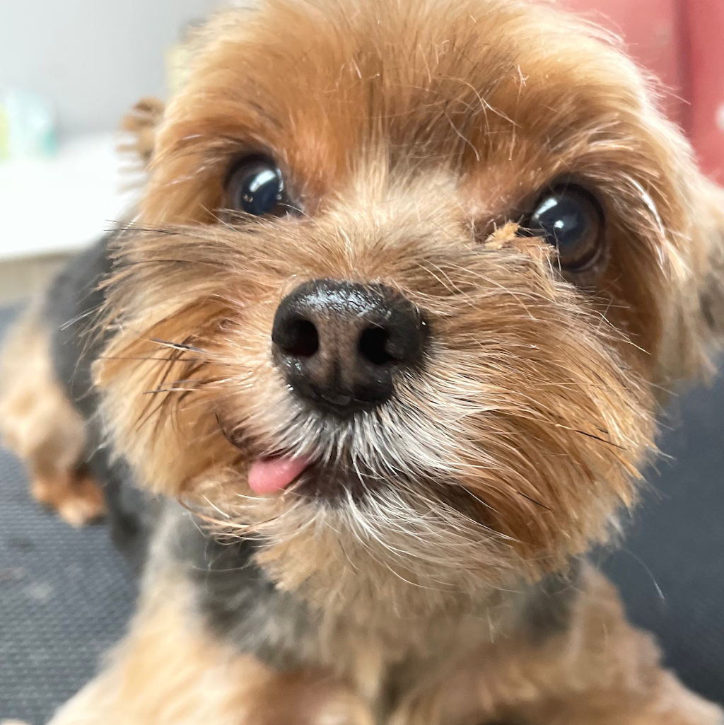 Posh Puppy Salon | 55 Townline, Orangeville, ON L9W 1V3, Canada | Phone: (519) 941-2646
