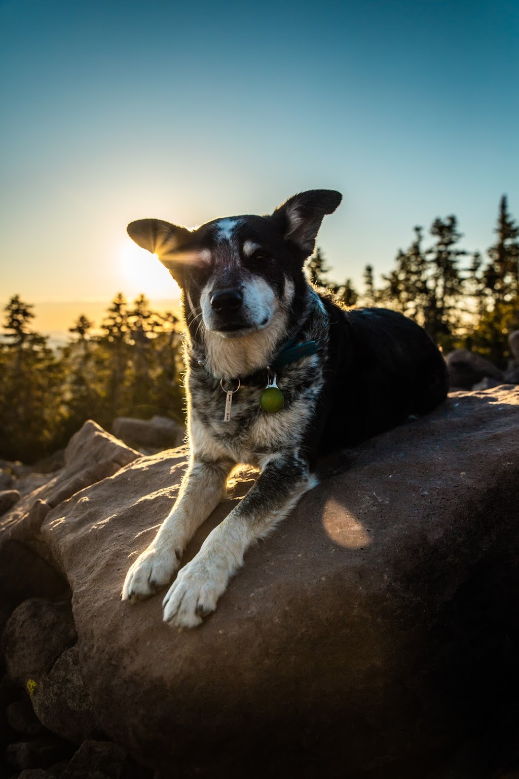 Picture Valley Dog Boarding | 4300 Fenwick Rd, Fort Steele, BC V0B 1N0, Canada | Phone: (250) 908-1962