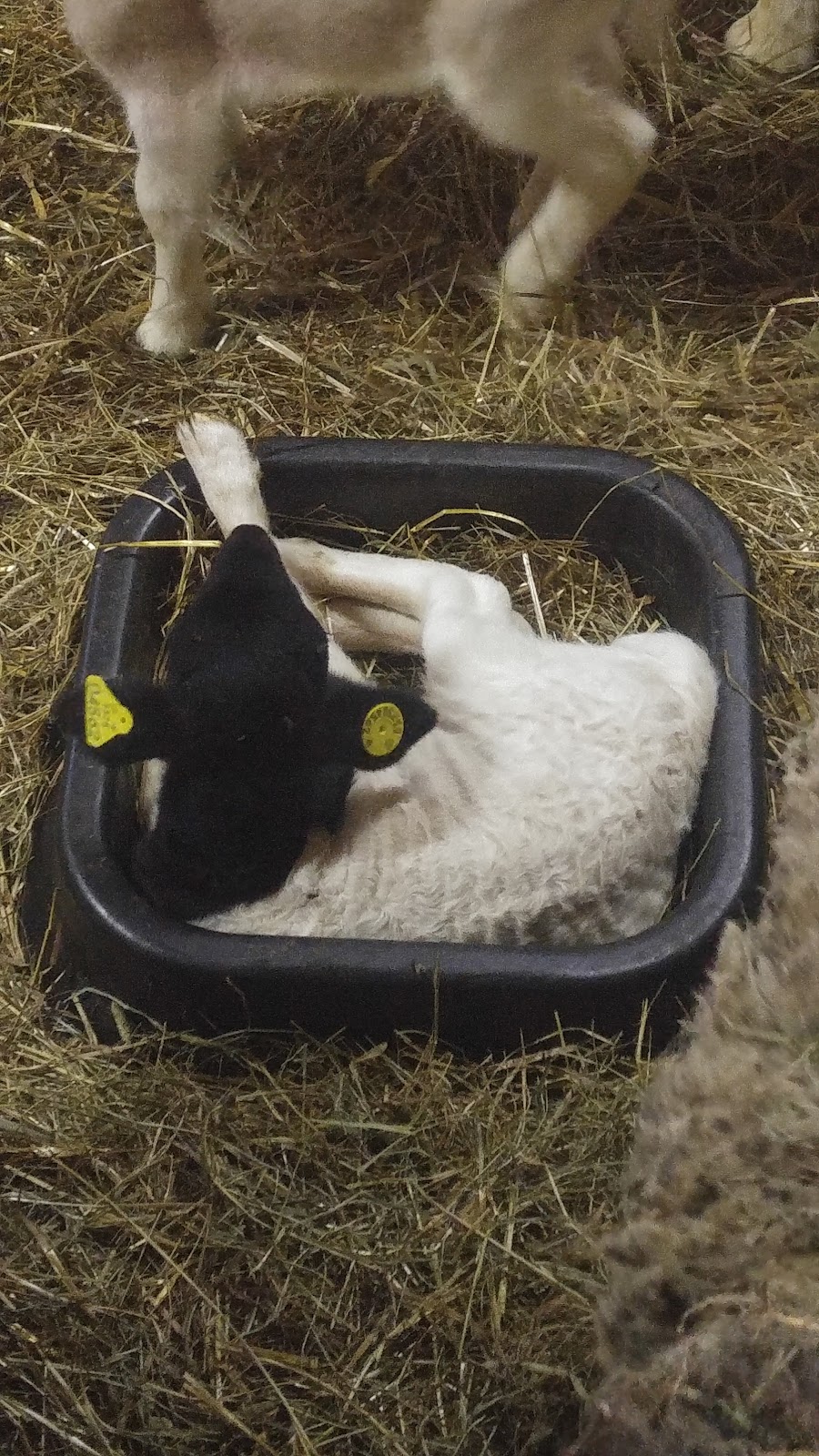 La ferme Une Faim de Loup | 701 Chemin Beauparlant, Saint-Damien, QC J0K 2E0, Canada | Phone: (450) 752-9542
