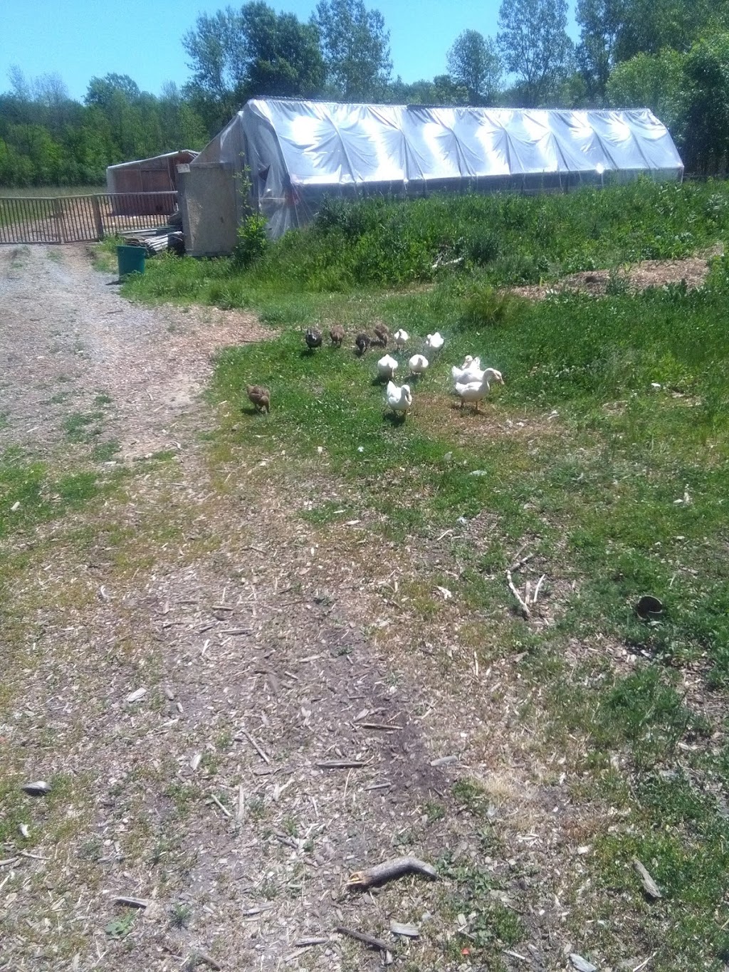 Verger Pépinière Bord-du-Lac | 1530 Chem. du Bord-du-Lac, LÎle-Bizard, QC H9E 1K3, Canada | Phone: (514) 606-3421
