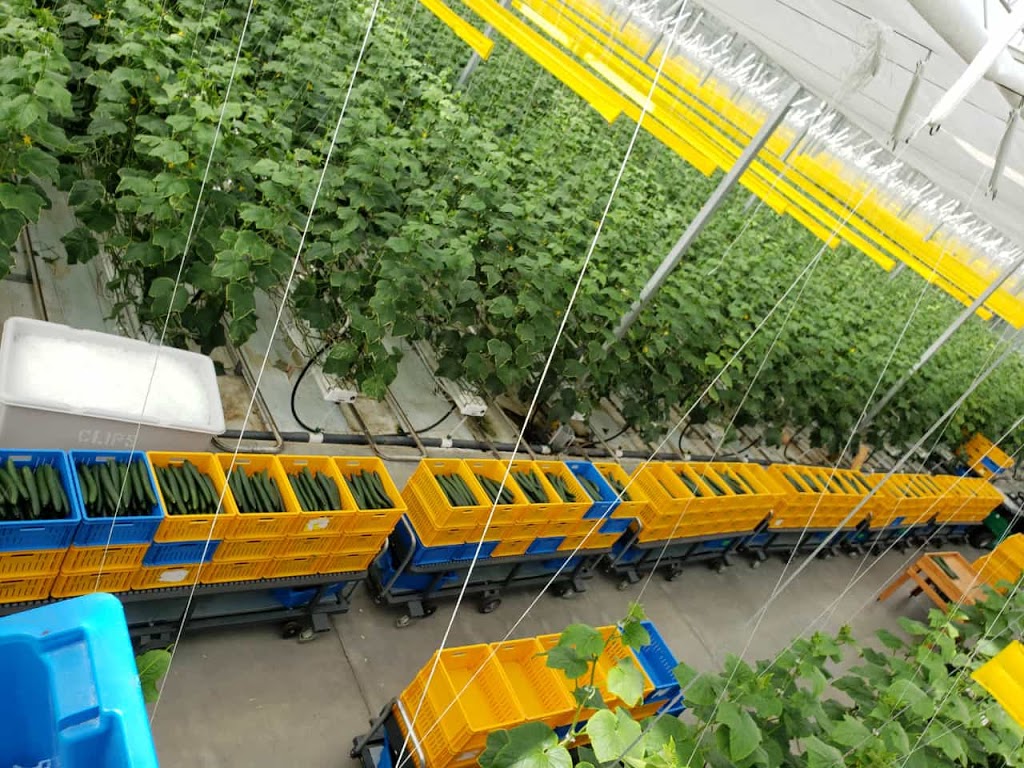 Pure Flavor Farms | 966 ON-77, Staples, ON N0P 2J0, Canada | Phone: (519) 326-8444