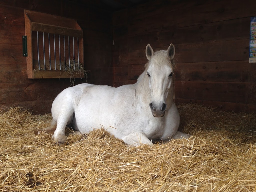 Wishing Well Sanctuary | 2710 Line 10, Bradford, ON L3Z 2A5, Canada | Phone: (905) 775-9179